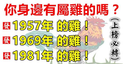 屬雞1981|1981年屬雞運勢及運程 生肖雞1981年一生運勢